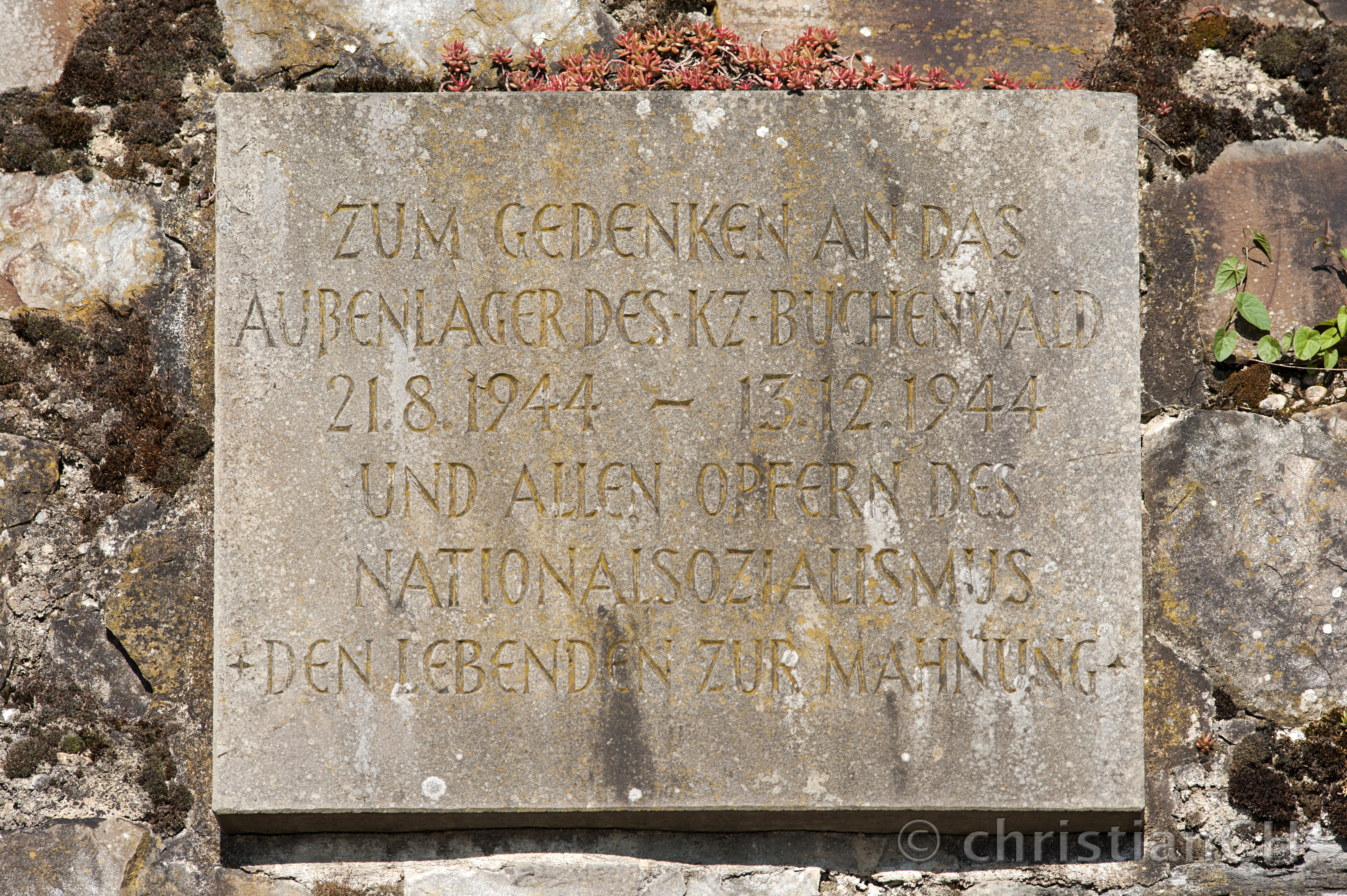 U-Verlagerung Rebstock